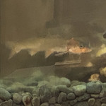 鰻はし本 - ウグイ