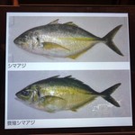 鮨匠 のむら - シマアジ