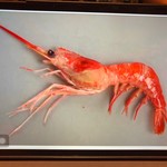 鮨匠 のむら - ナミクダヒゲエビ