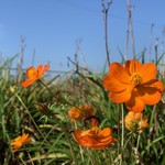 中華蕎麦 春馬 - 