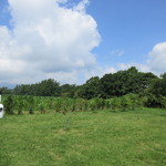 ヤツレン ソフトクリーム売店 - 