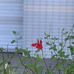 らー麺　Do・Ni・Bo - 野草園にいま〜す