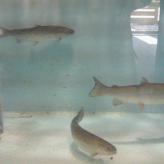 活魚・すし・和食処 やま文_2