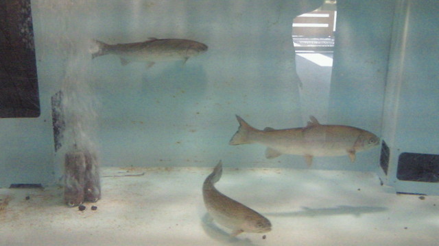 Katsugyo Sushi Washokudokoro Yamabun photo 4