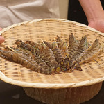 鮨 なんば - 宇部車エビ