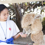 カフェ・スコーラ - エサやり体験もできます