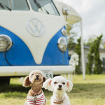 カフェ・スコーラ - ワンちゃん大歓迎