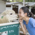 Cafe Scuola - 若い女の子にだけキスするアルパカ「ラアル」