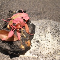 ル スプートニク - 