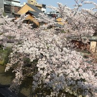 祇園 白川 なみ里 - 