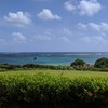 のばれ岬観光農園
