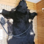 八ヶ岳小僧 - くま