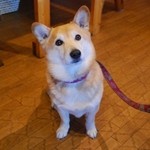 リカフェ - 看板犬の陸くん