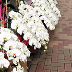 銀座 大石 - 胡蝶蘭