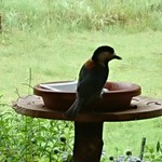 くつきそば 永昌庵 - 