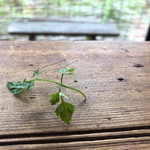 なたね - こんなんしても、いい画になっちゃうとか