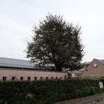 ラーメン そら - 保育園の大木