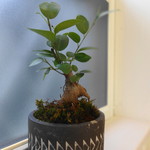 ドットリーノ ピッツェリア ストゥッツィケリア - 店内