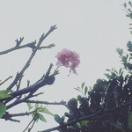 嘉海食堂 - 9月、台風17号接近中…なのに桜咲く⁉️