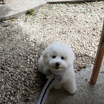 オーベルジュ・オー・ミラドー - お利口さんにできるわね？