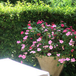 オーベルジュ・オー・ミラドー - 激写！黒アゲハ見えますか？