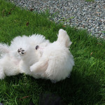 オーベルジュ・オー・ミラドー - 東京に帰る前にもう一転がり