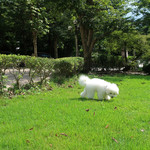 オーベルジュ・オー・ミラドー - 草の匂いを嗅いでおります