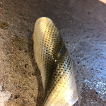 舎利処じゅうしち - 小肌