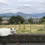 前山寺 - 寺の駐車場には複数のネコさま