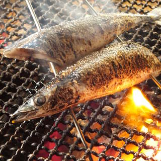 北の海鮮炙り ノアの箱舟_1