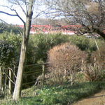 鬼怒川 竹やぶ - 