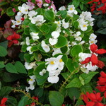 ラーメン二郎 - 誰がお世話してるのだろう