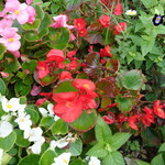 ラーメン二郎 - 君の名は？