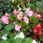 ラーメン二郎 - お花を愛でる気持ちの余裕が出てきました