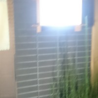 魯忍 - 
