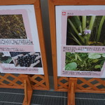 高尾山スミカ - 