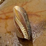 鮨 さいとう - 小肌