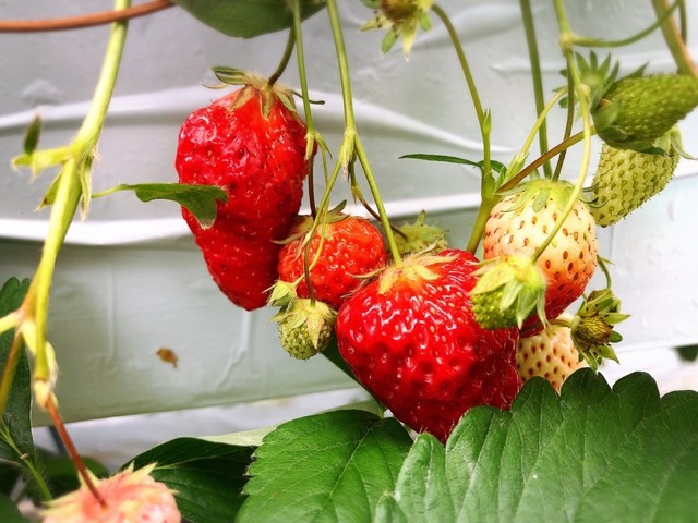 いちごハウスたかはし 小山田店 &ndash; 花巻の季節スイーツカフェ
