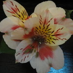 くりゑンテkawabata - 