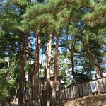 松茸山 丸光園 - アカマツ