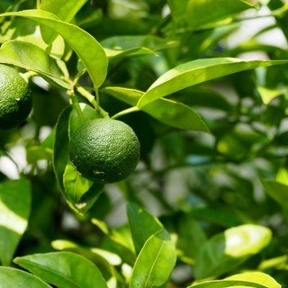 “ぽん酢”にこだわる。