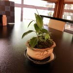 蕎麦荒井 - 卓上のコケ