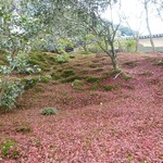 Kanou Shoujuan - 杉苔の絨毯の上の紅葉