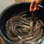 うなぎ 魚政 - ブランド鰻 坂東太郎