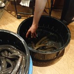うなぎ 魚政 - 天然鰻