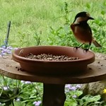 くつきそば 永昌庵 - 