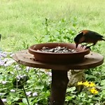 くつきそば 永昌庵 - 