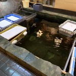 魚将　さかなちゃん - 