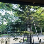 スターバックス コーヒー - 向かいの円山公園の木々。