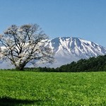 松川温泉　峡雲荘 - 小岩井牧場：5分咲き